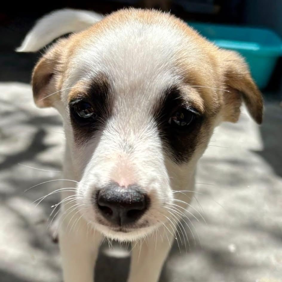 Enlarge Panda, a ADOPTABLE Mixed Breed in Thornhill, ON image 6/6