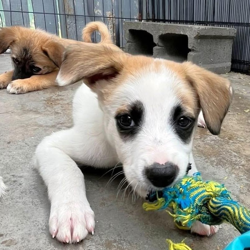 Enlarge Panda, a ADOPTABLE Mixed Breed in Thornhill, ON image 3/6