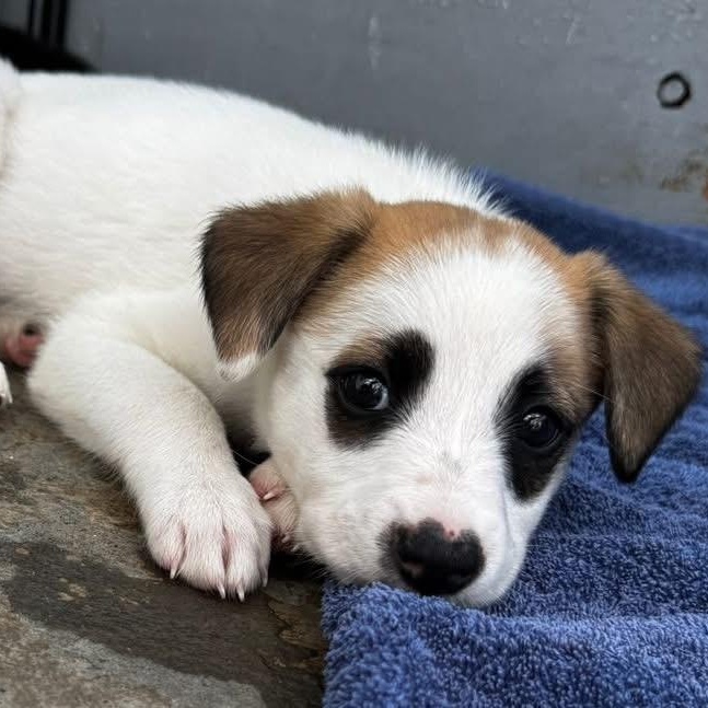Enlarge Panda, a ADOPTABLE Mixed Breed in Thornhill, ON image 5/6