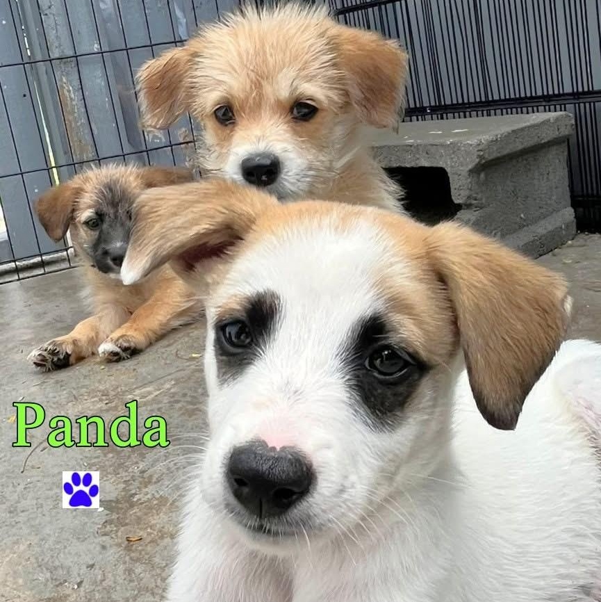 Enlarge Panda, a ADOPTABLE Mixed Breed in Thornhill, ON image 2/6