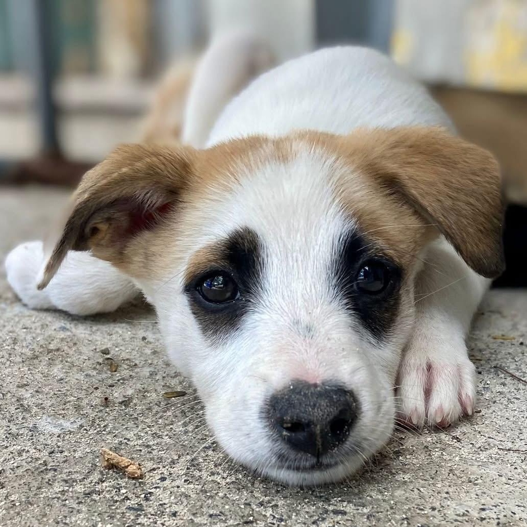 Panda, ADOPTABLE, Puppy Male Mixed Breed.