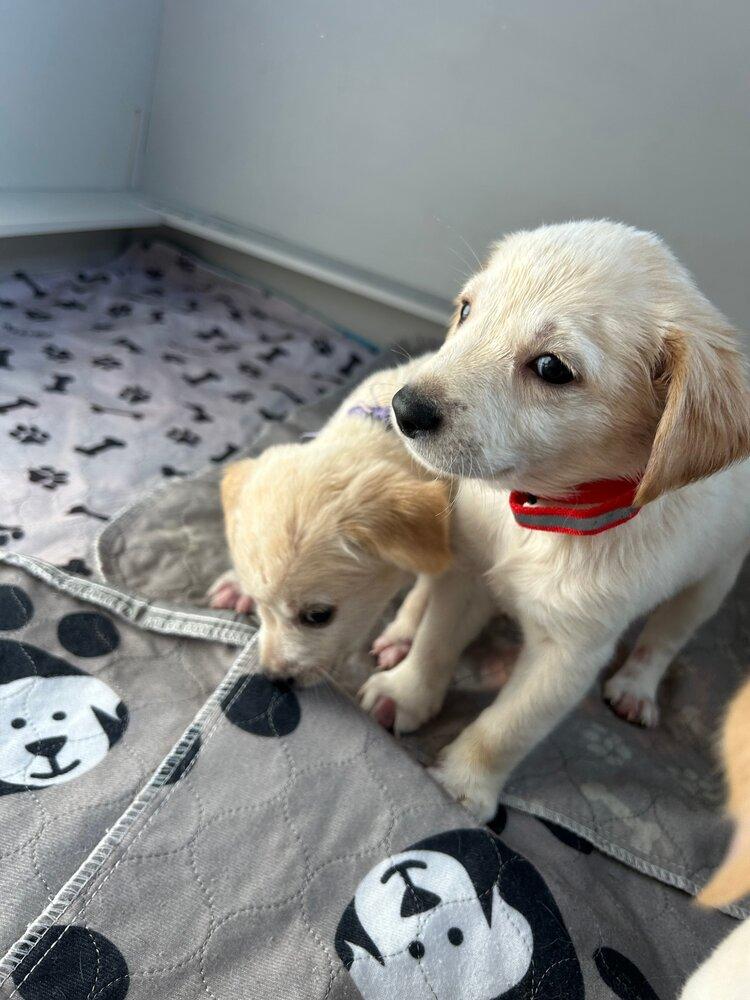 Wazzu, Adoptable, Puppy Male Mixed Breed & Labrador Retriever.