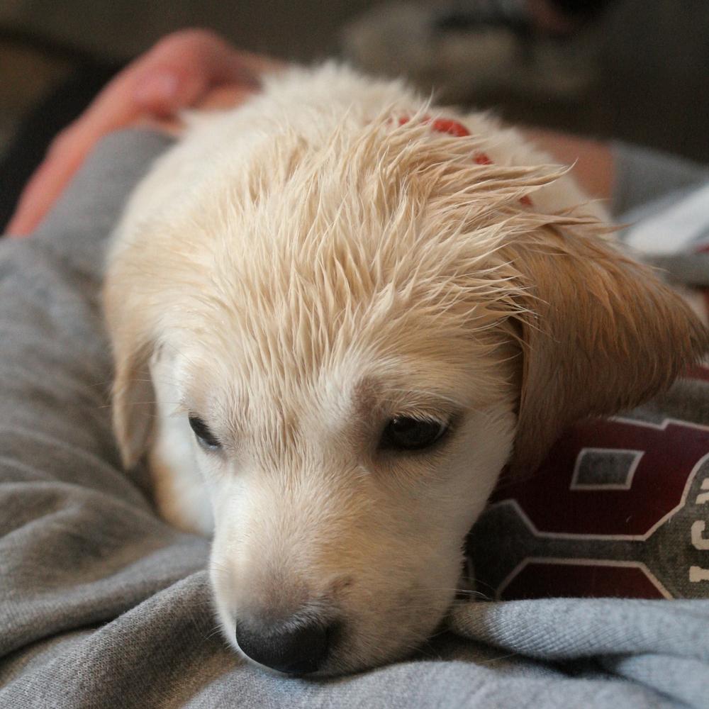 Enlarge Wazzu, a Adoptable mixed breed in Spokane, WA image 2/3