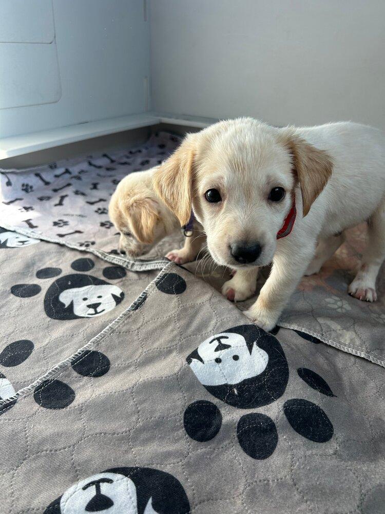 Enlarge Wazzu, a Adoptable mixed breed in Spokane, WA image 3/3