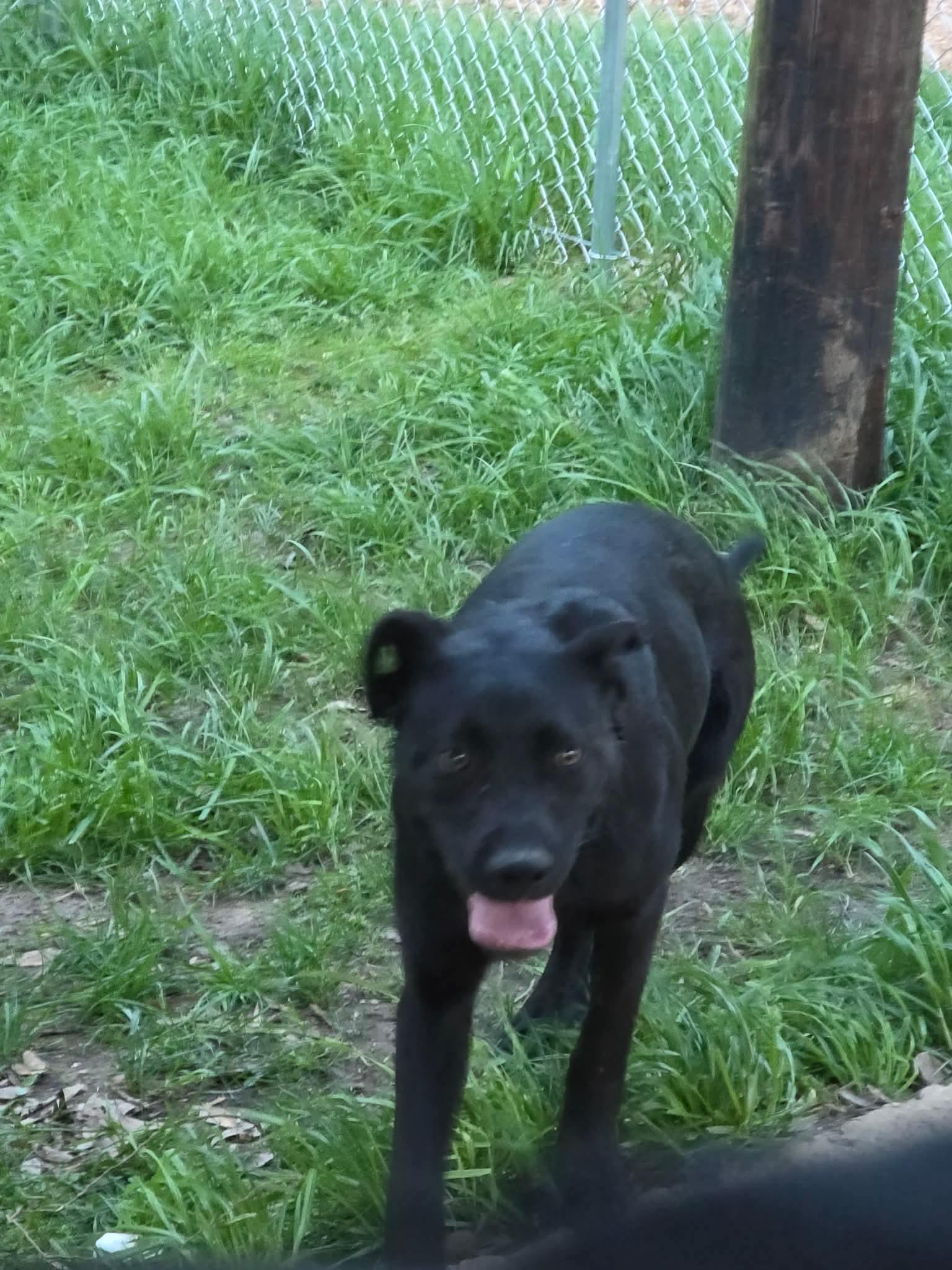 Enlarge Luna ., a Adoptable mixed breed in Eatontown, NJ image 4/4