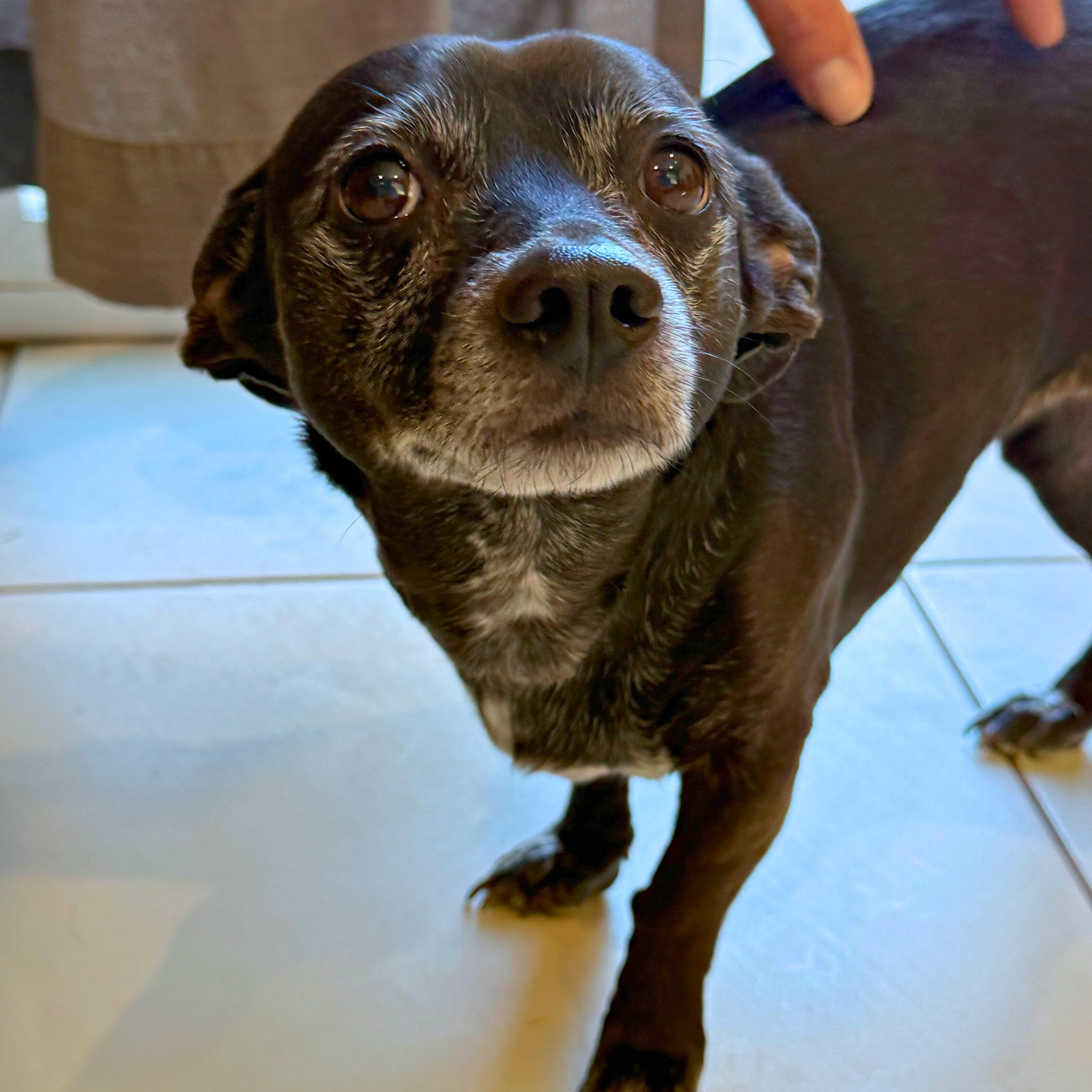 Enlarge Clover, an adopted mixed breed in Ridgway, CO image 3/4