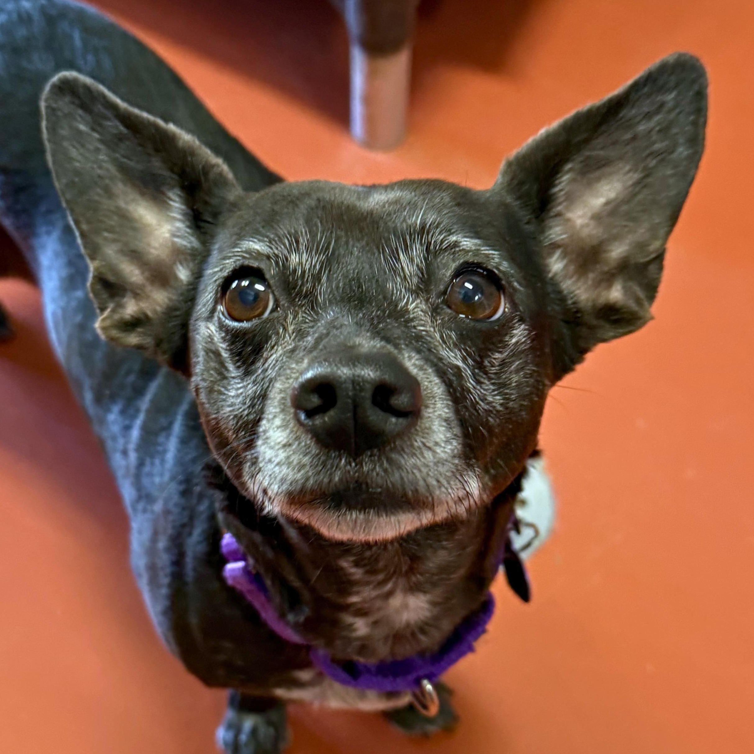 Clover, adopted, Senior Female Chihuahua & Dachshund.