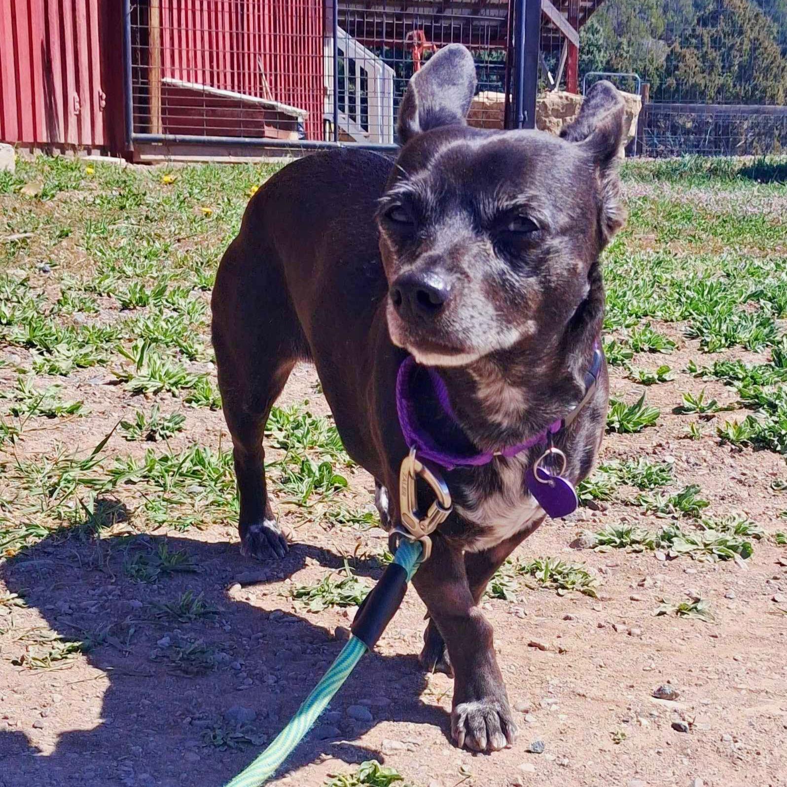 Enlarge Clover, an adopted mixed breed in Ridgway, CO image 2/4