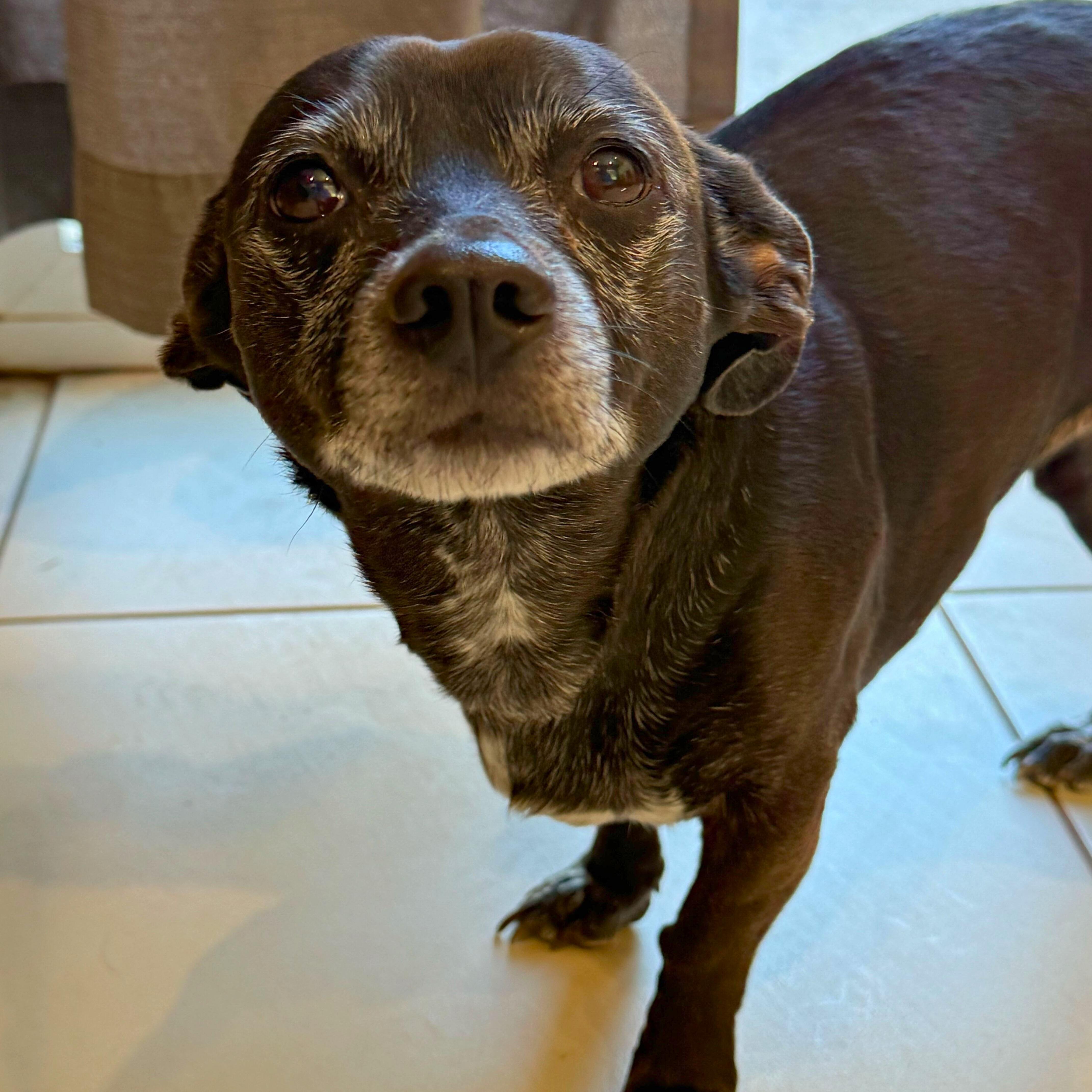Enlarge Clover, an adopted mixed breed in Ridgway, CO image 4/4