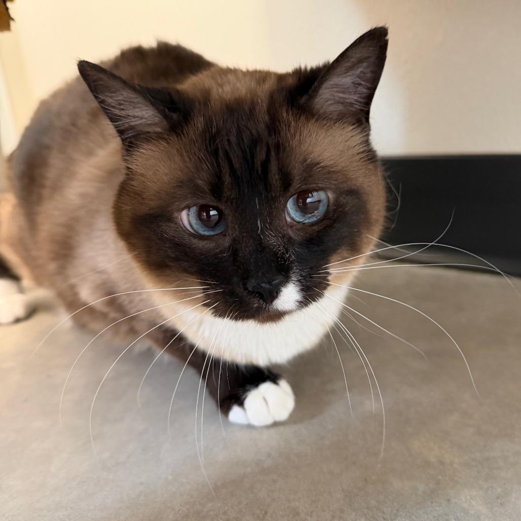 Dale, Adoptable, Adult Male Siamese.