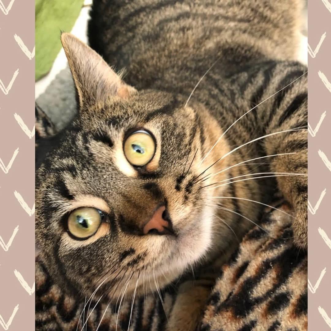 Enlarge Shaq, a Adoptable Domestic Short Hair in Mokena, IL image 2/6