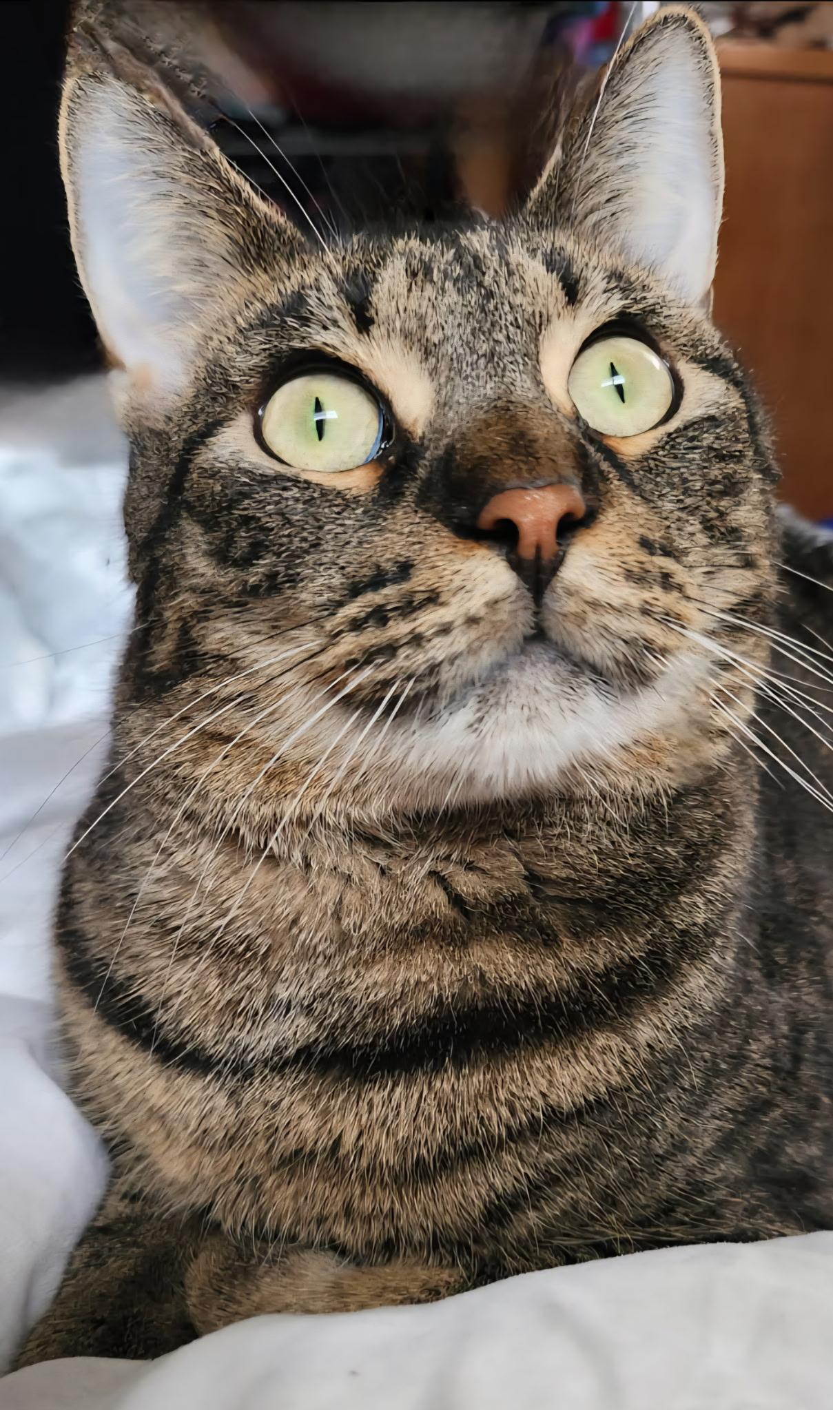 Enlarge Shaq, a Adoptable Domestic Short Hair in Mokena, IL image 3/6