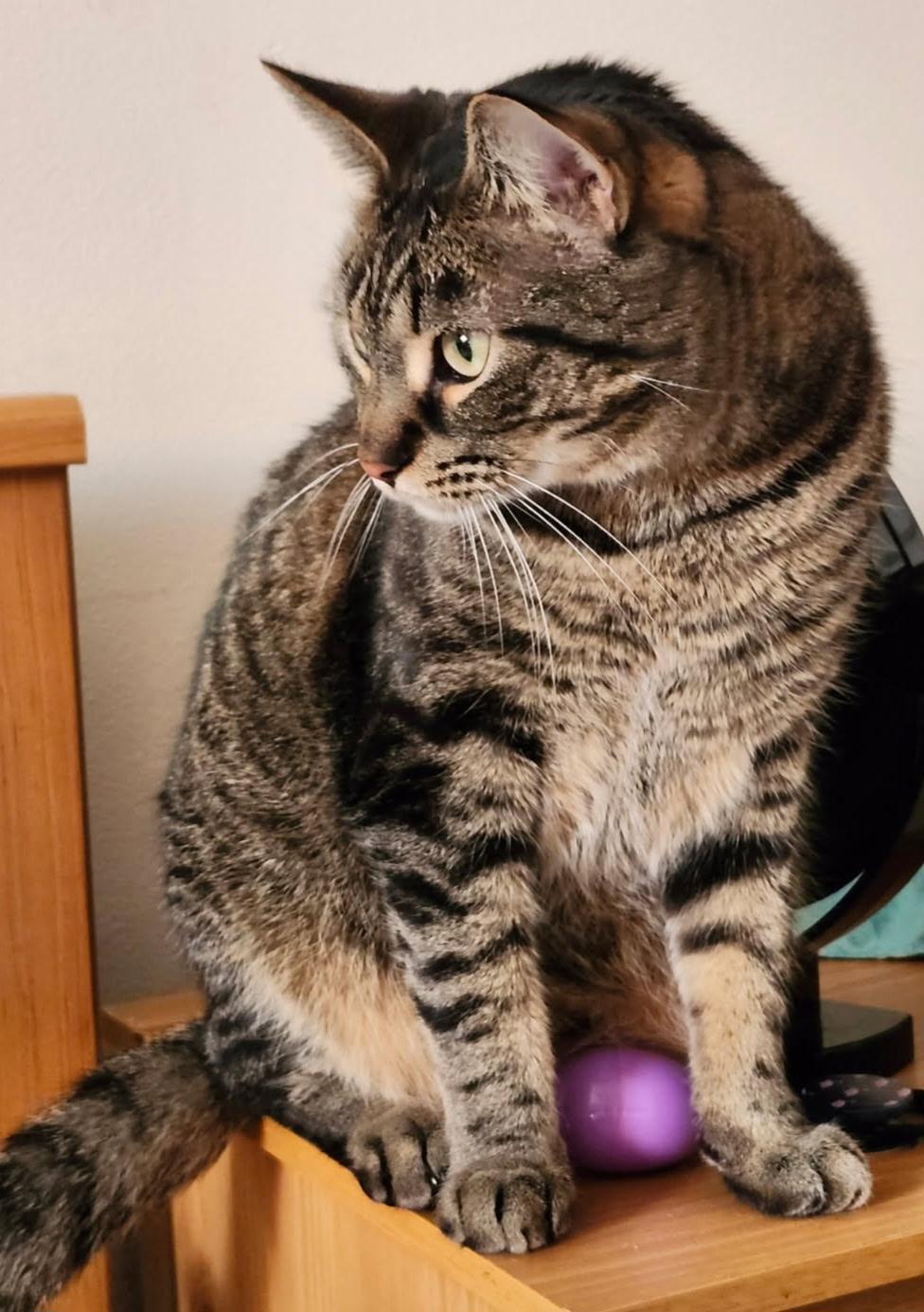 Enlarge Shaq, a Adoptable Domestic Short Hair in Mokena, IL image 4/6