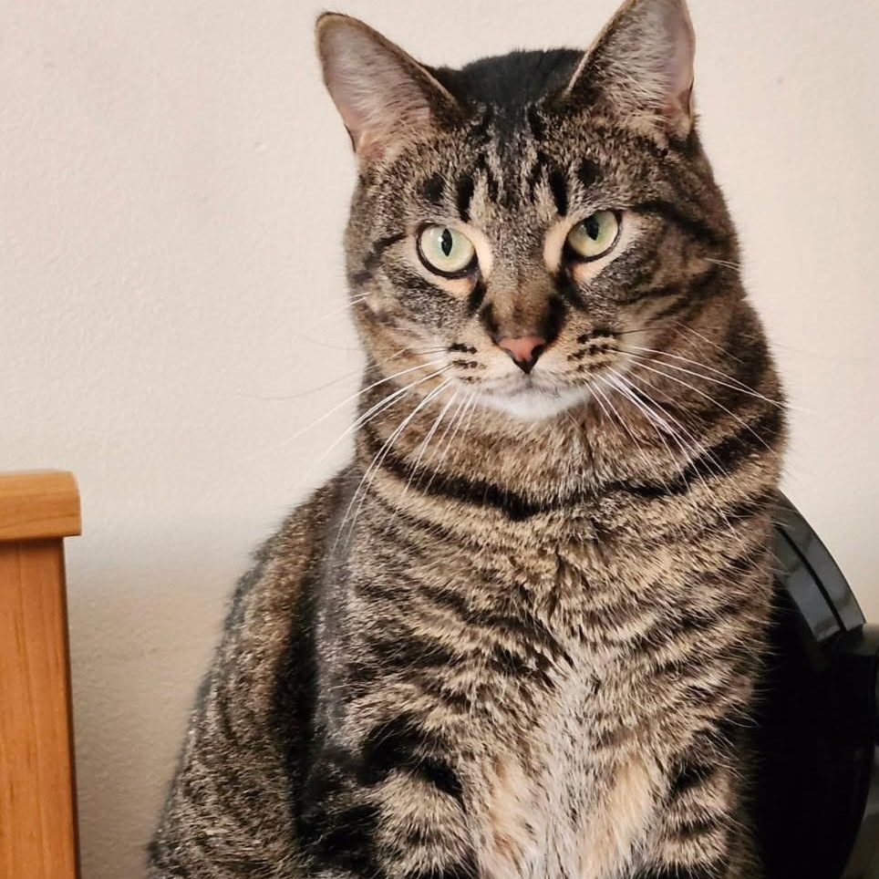 Shaq, Adoptable, Adult Male Domestic Short Hair.