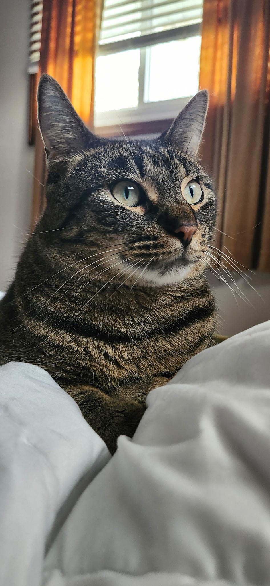 Enlarge Shaq, a Adoptable Domestic Short Hair in Mokena, IL image 5/6
