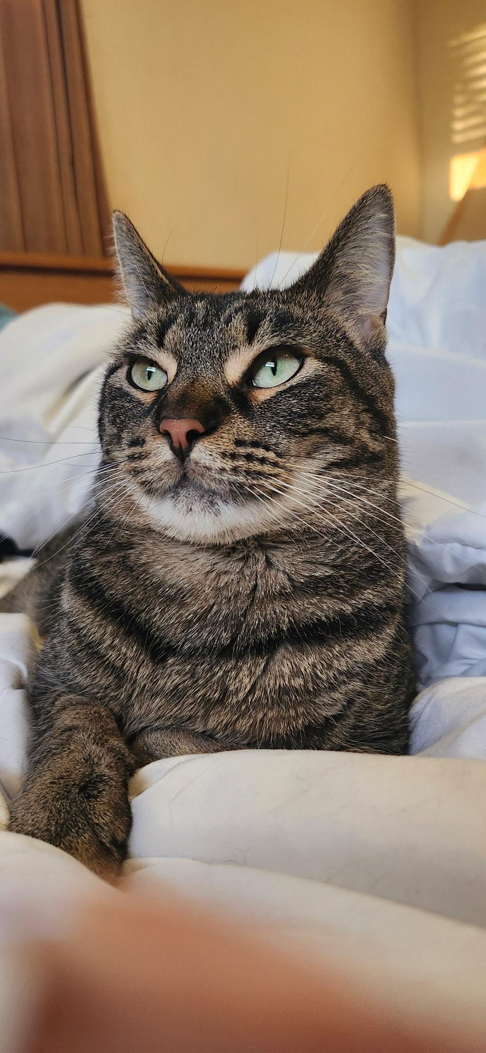 Enlarge Shaq, a Adoptable Domestic Short Hair in Mokena, IL image 6/6