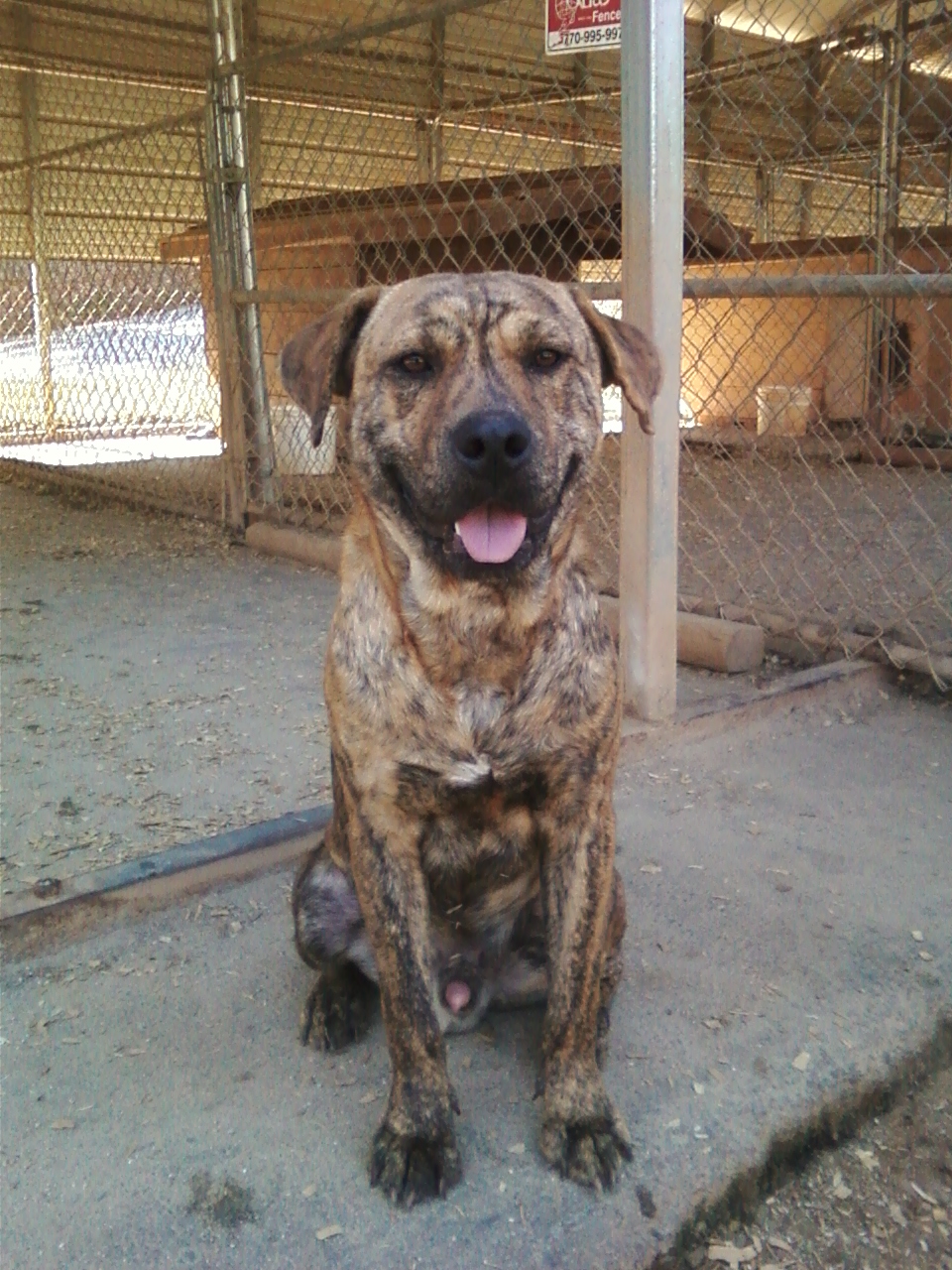 Enlarge Rocky, a Adoptable mixed breed image 1/6