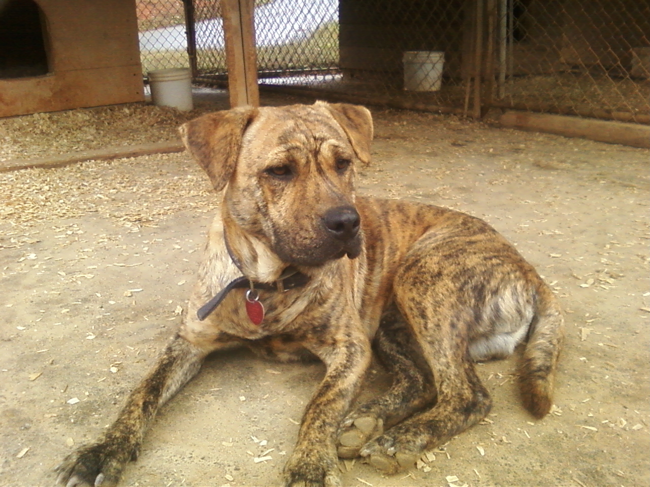 Enlarge Rocky, a Adoptable mixed breed image 2/6