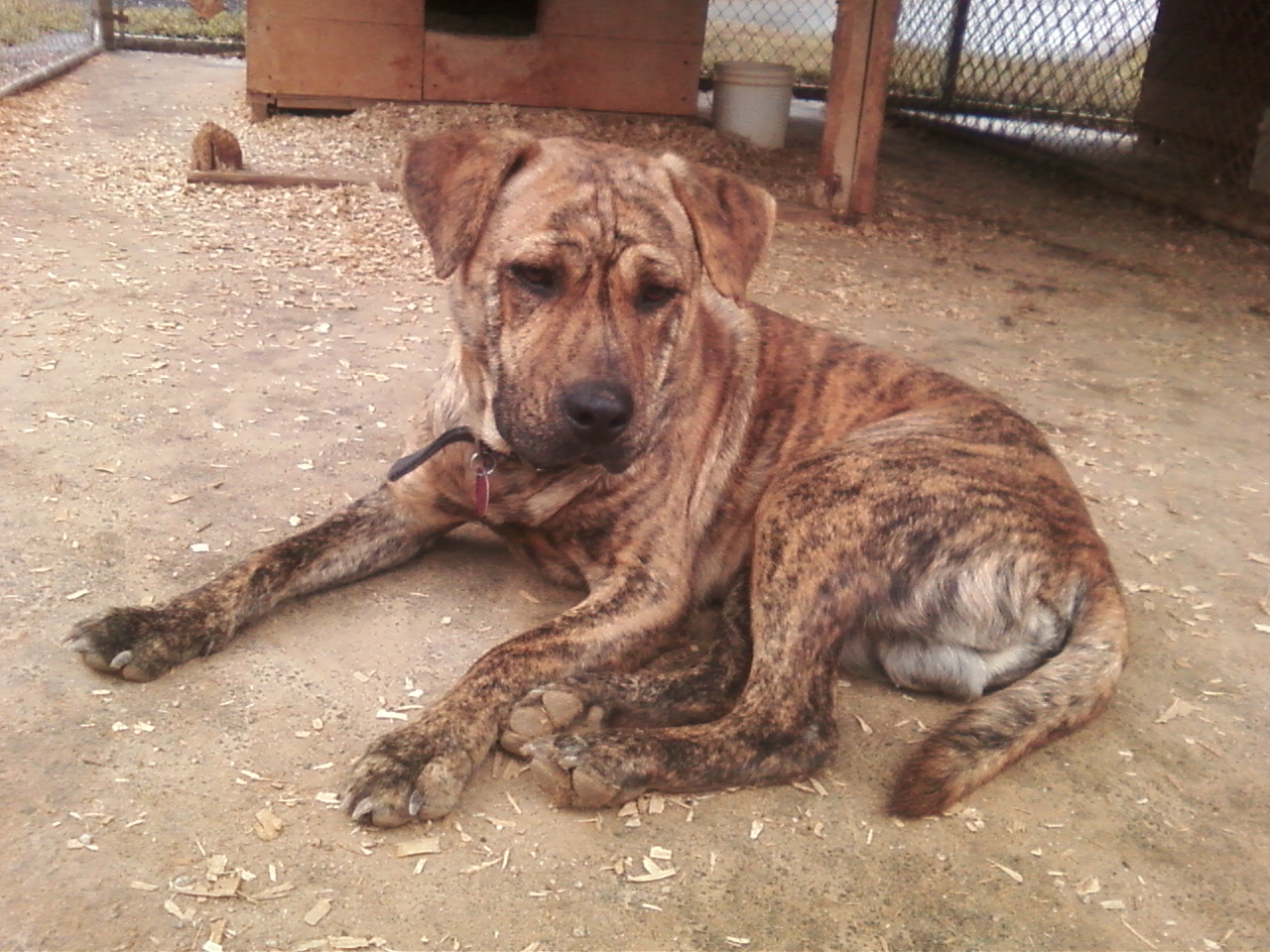 Rocky photo 3