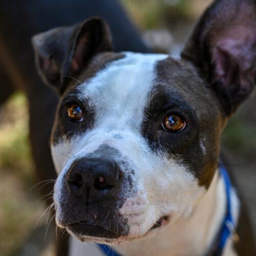 Rich, a Adoptable mixed breed in Georgetown, KY image 2/6