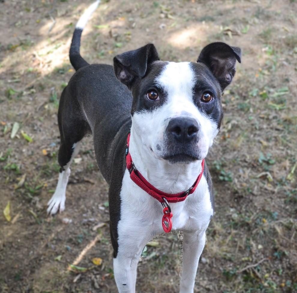 Rich, Adoptable, Adult Male Pit Bull Terrier & Mixed Breed.