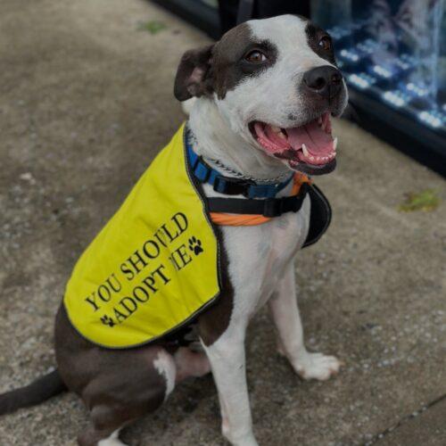 Rich, a Adoptable mixed breed in Georgetown, KY image 3/6