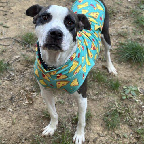 Rich, a Adoptable mixed breed in Georgetown, KY image 4/6