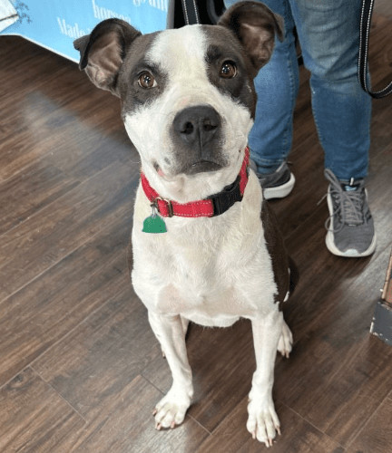 Enlarge Rich, a Adoptable mixed breed in Georgetown, KY image 2/8