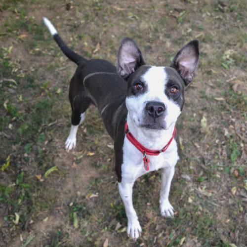 Enlarge Rich, a Adoptable mixed breed in Georgetown, KY image 3/8