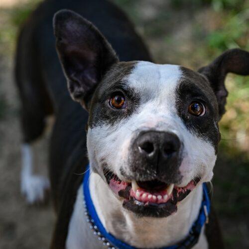 Rich, a Adoptable mixed breed in Georgetown, KY image 5/6