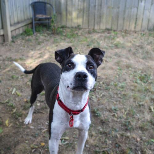 Enlarge Rich, a Adoptable mixed breed in Georgetown, KY image 5/8