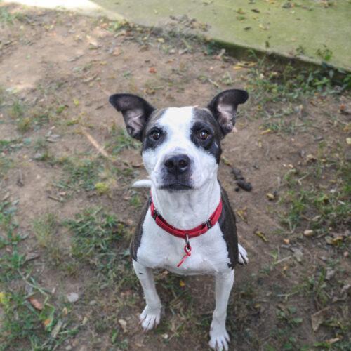 Enlarge Rich, a Adoptable mixed breed in Georgetown, KY image 6/8