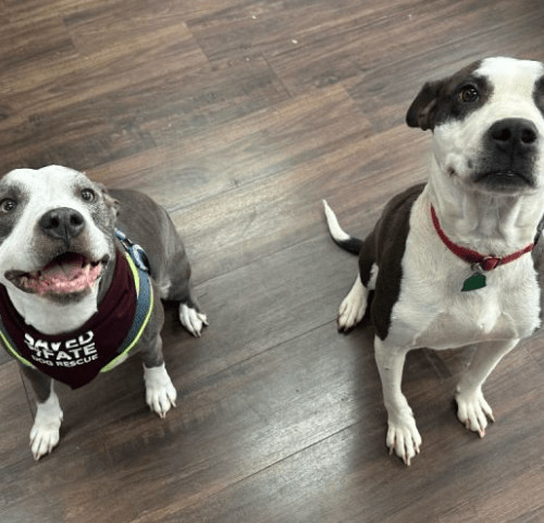 Enlarge Rich, a Adoptable mixed breed in Georgetown, KY image 8/8