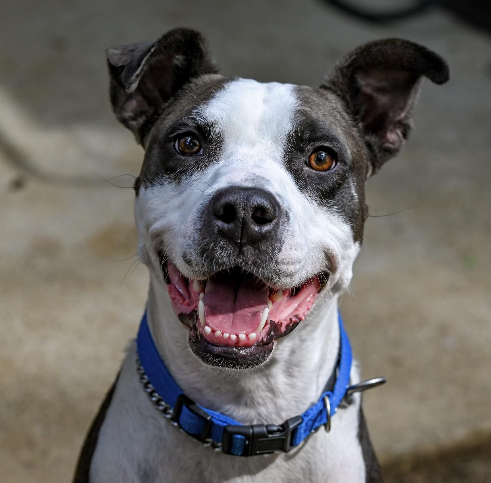 Rich, a Adoptable mixed breed in Georgetown, KY image 2/6