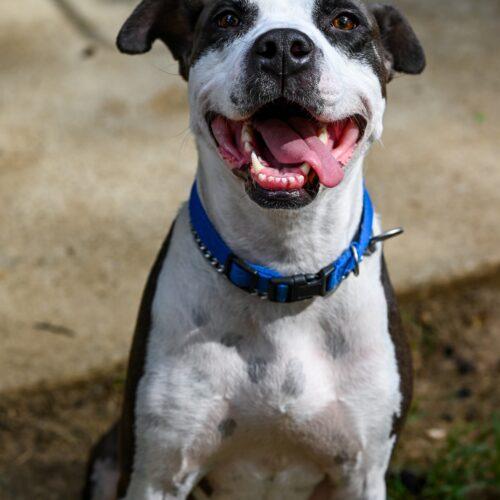 Rich, a Adoptable mixed breed in Georgetown, KY image 6/6
