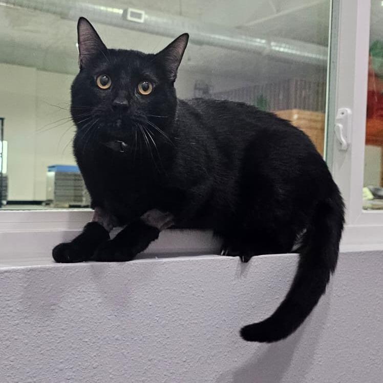 Salem photo