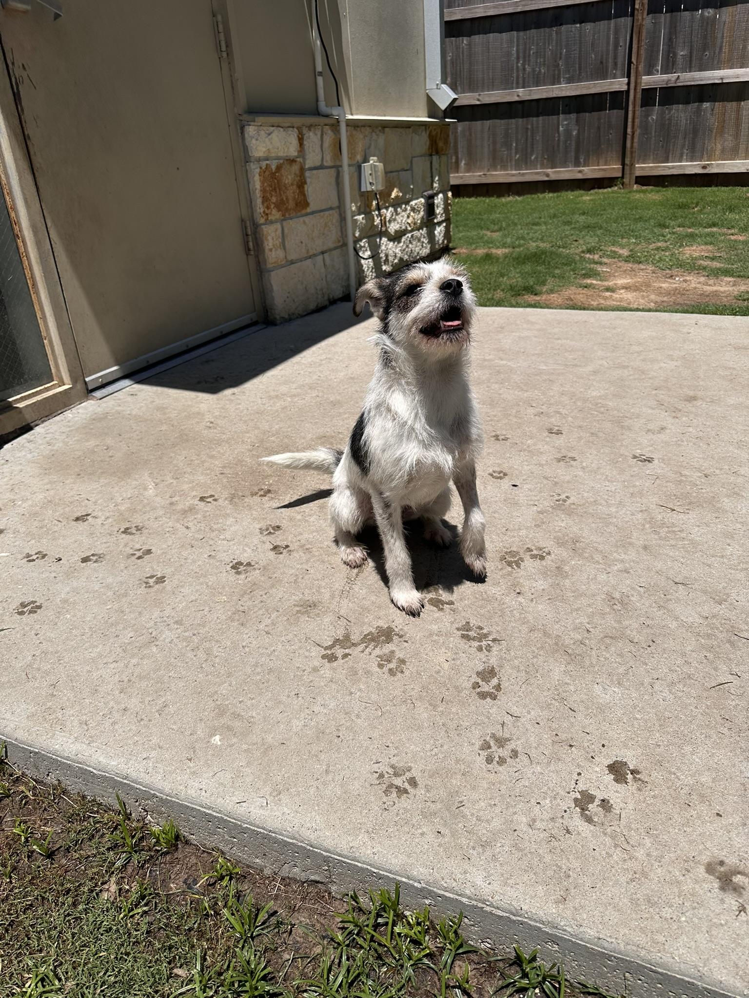 Enlarge Rebecca, a Adopted mixed breed in College Station, TX image 1/5