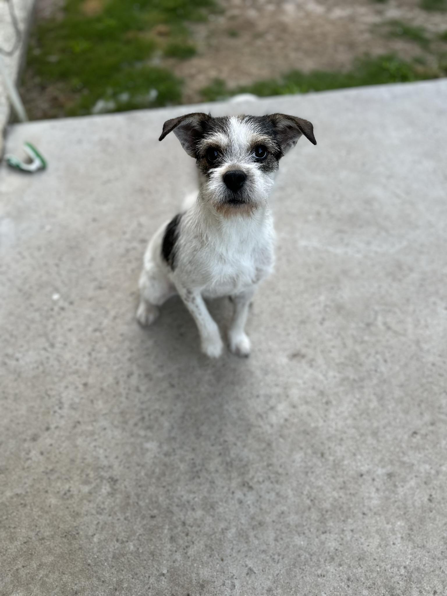 Enlarge Rebecca, a Adopted mixed breed in College Station, TX image 2/5