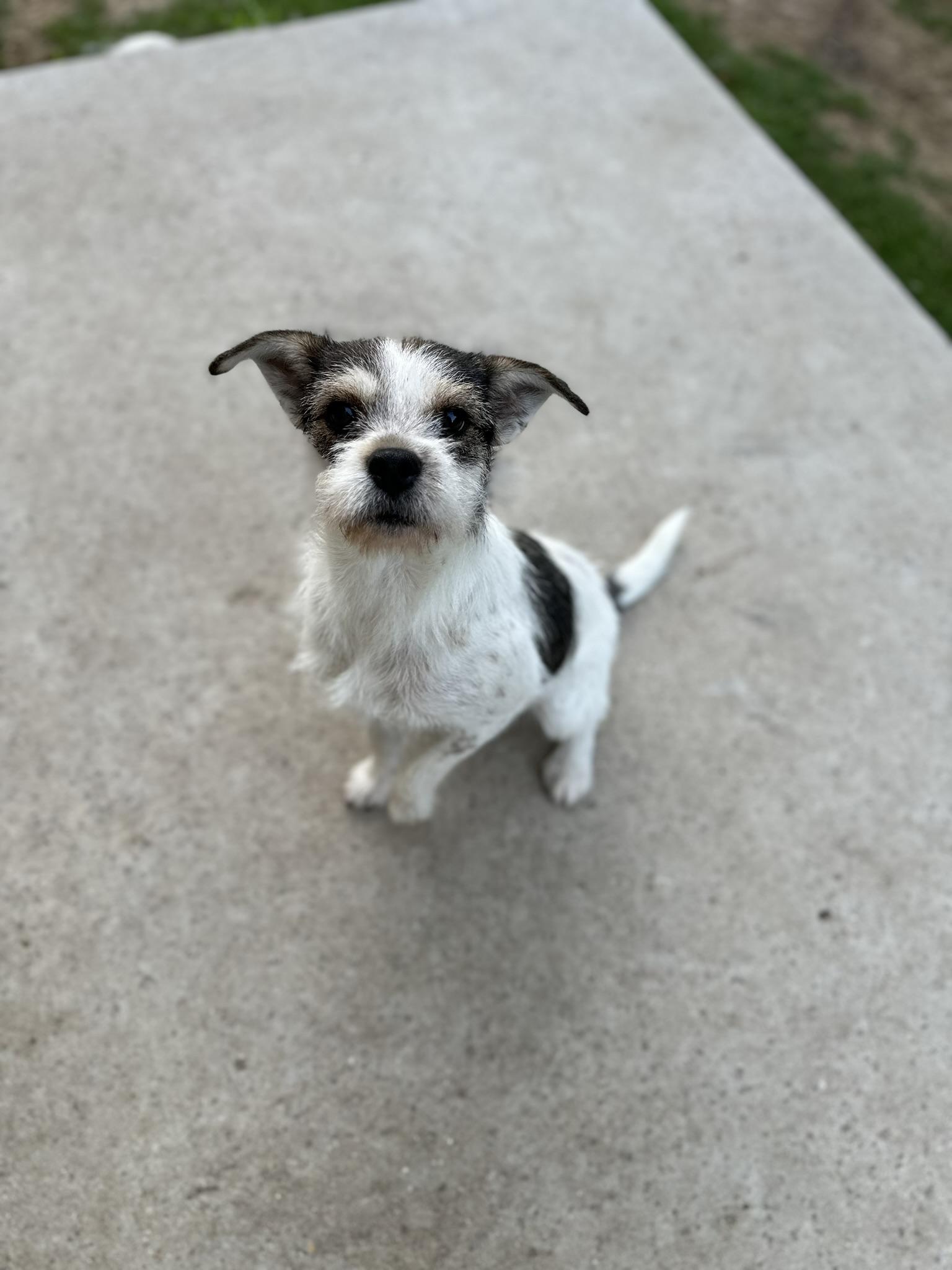 Enlarge Rebecca, a Adopted mixed breed in College Station, TX image 3/5