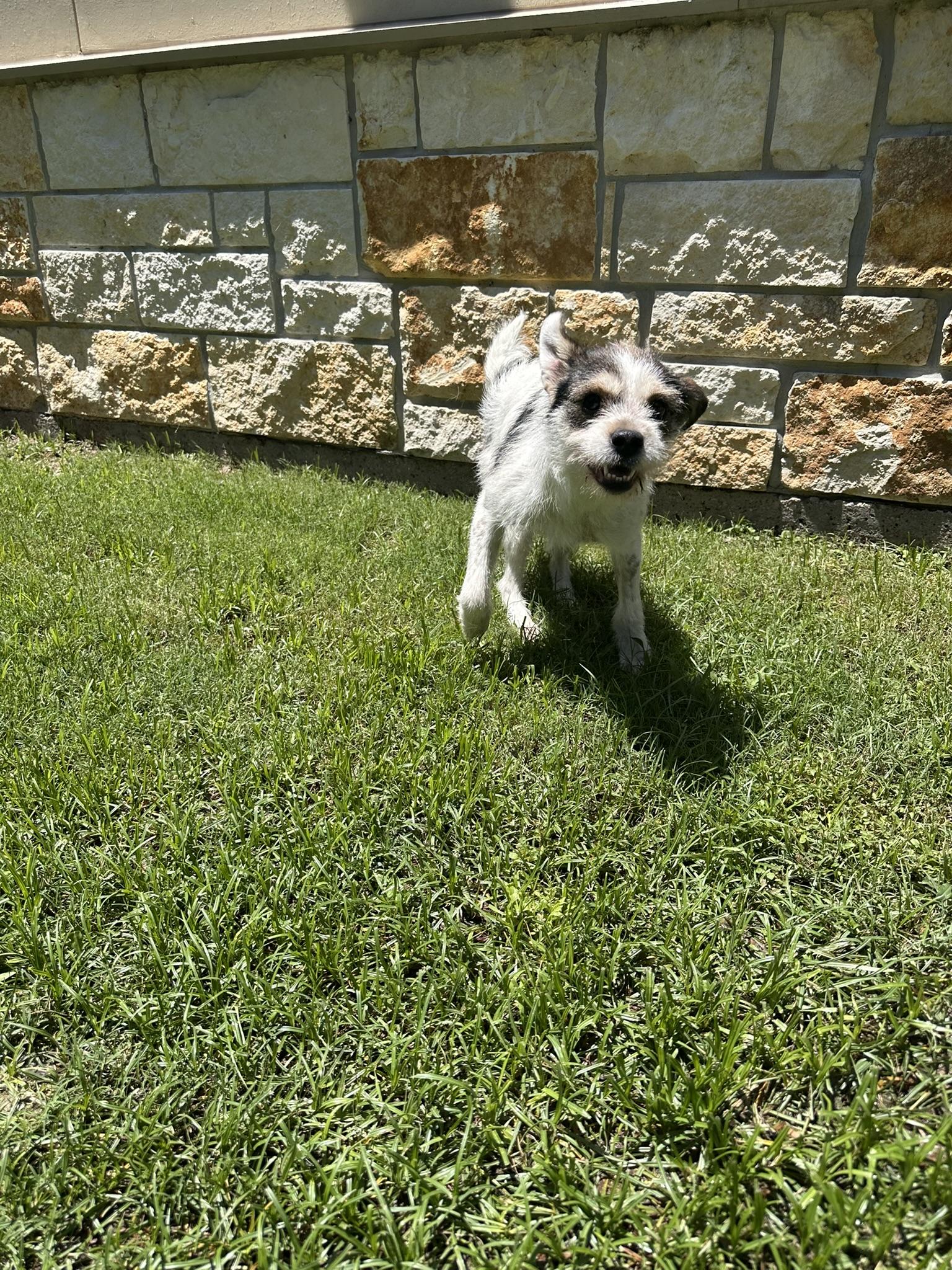 Enlarge Rebecca, a Adopted mixed breed in College Station, TX image 4/5