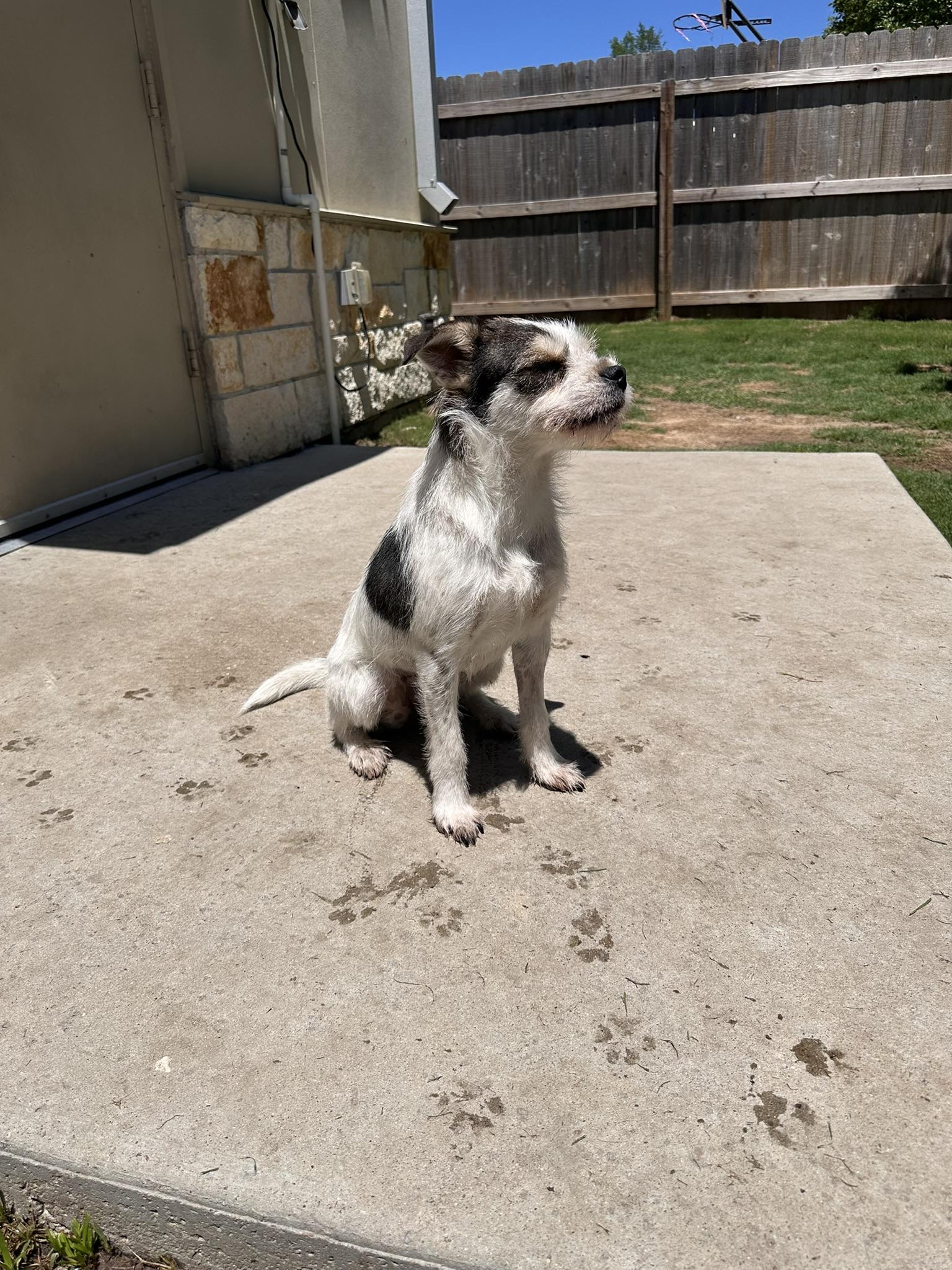 Enlarge Rebecca, a Adopted mixed breed in College Station, TX image 5/5