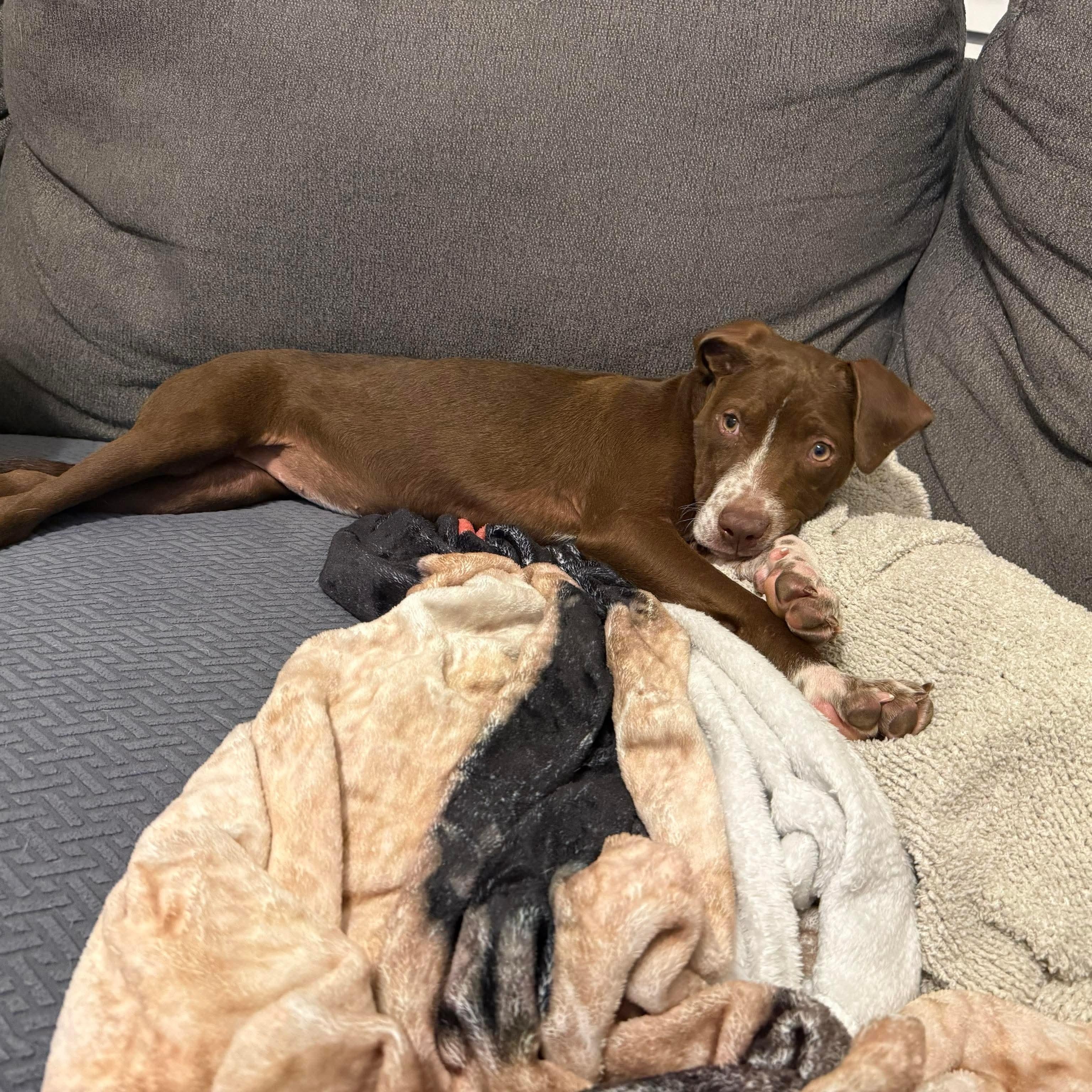 Enlarge Biscuit, an adopted mixed breed in Bethlehem, PA image 3/4