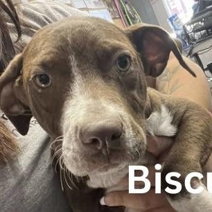 Enlarge Biscuit, an adopted mixed breed in Bethlehem, PA image 4/4