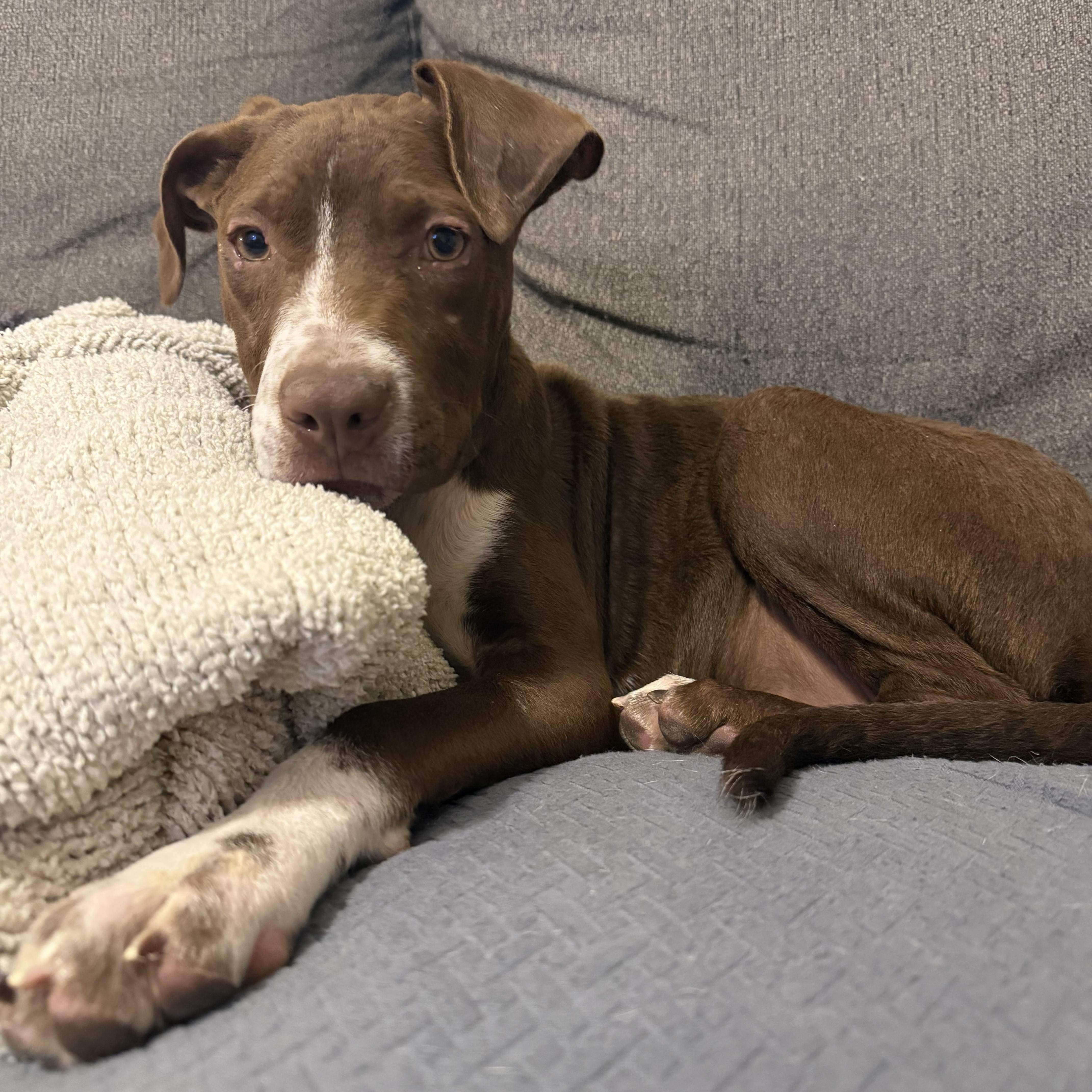 Enlarge Biscuit, an adopted mixed breed in Bethlehem, PA image 1/4