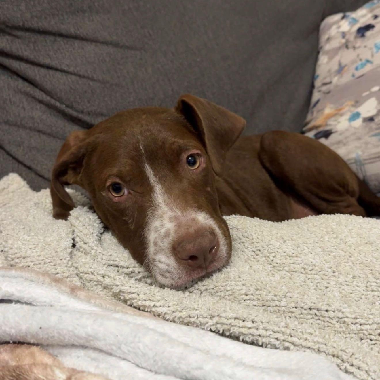 Enlarge Biscuit, an adopted mixed breed in Bethlehem, PA image 2/4