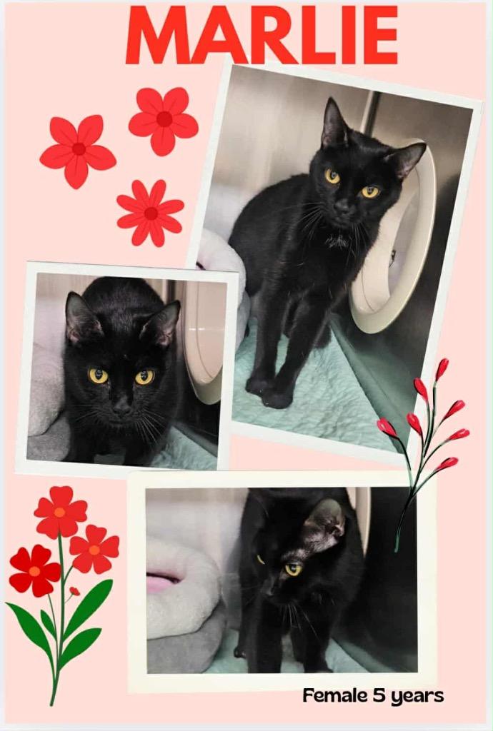 Marlie, Adoptable, Adult Female Domestic Short Hair.