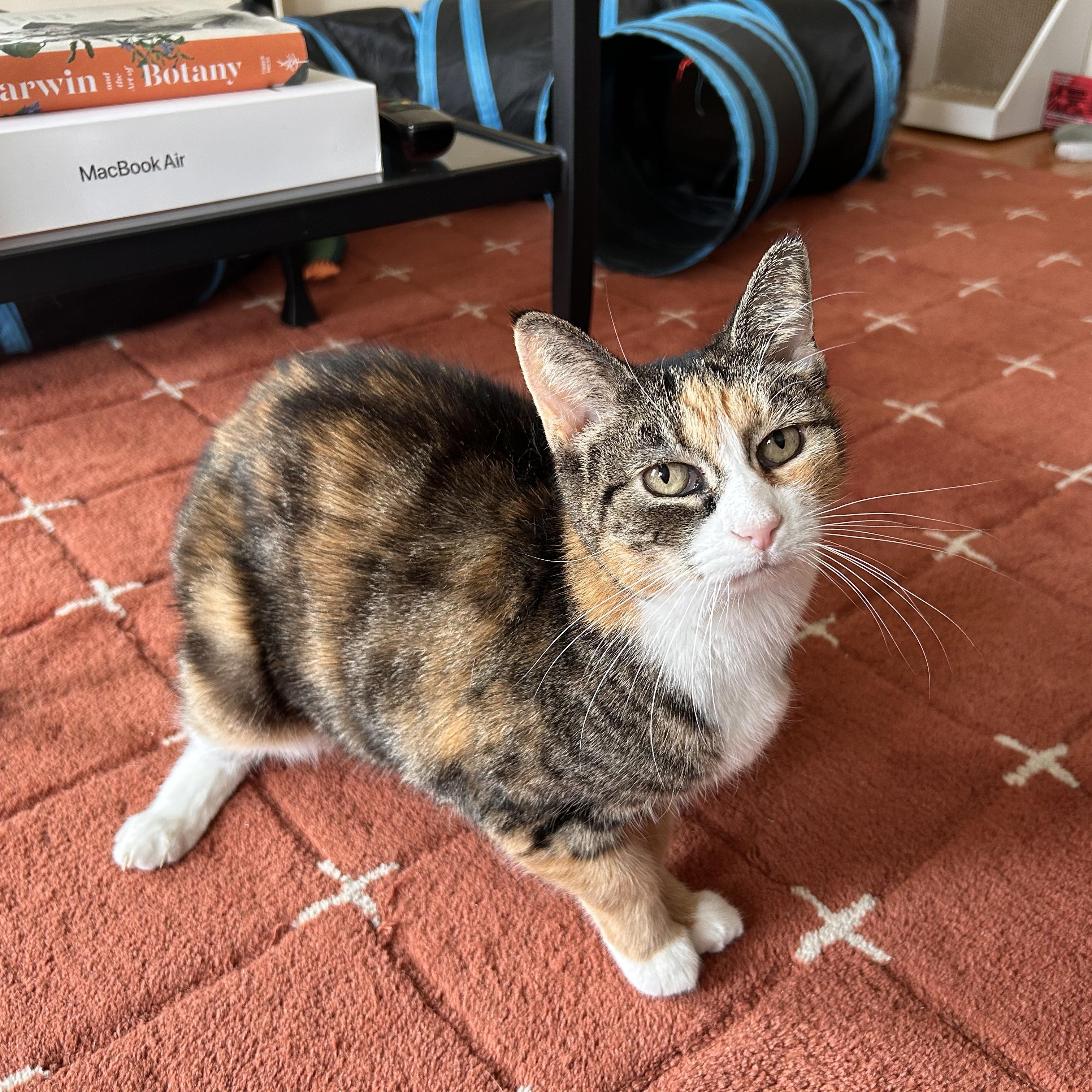 Enlarge Maisey, a Adoptable Domestic Short Hair in Flushing, NY image 1/3