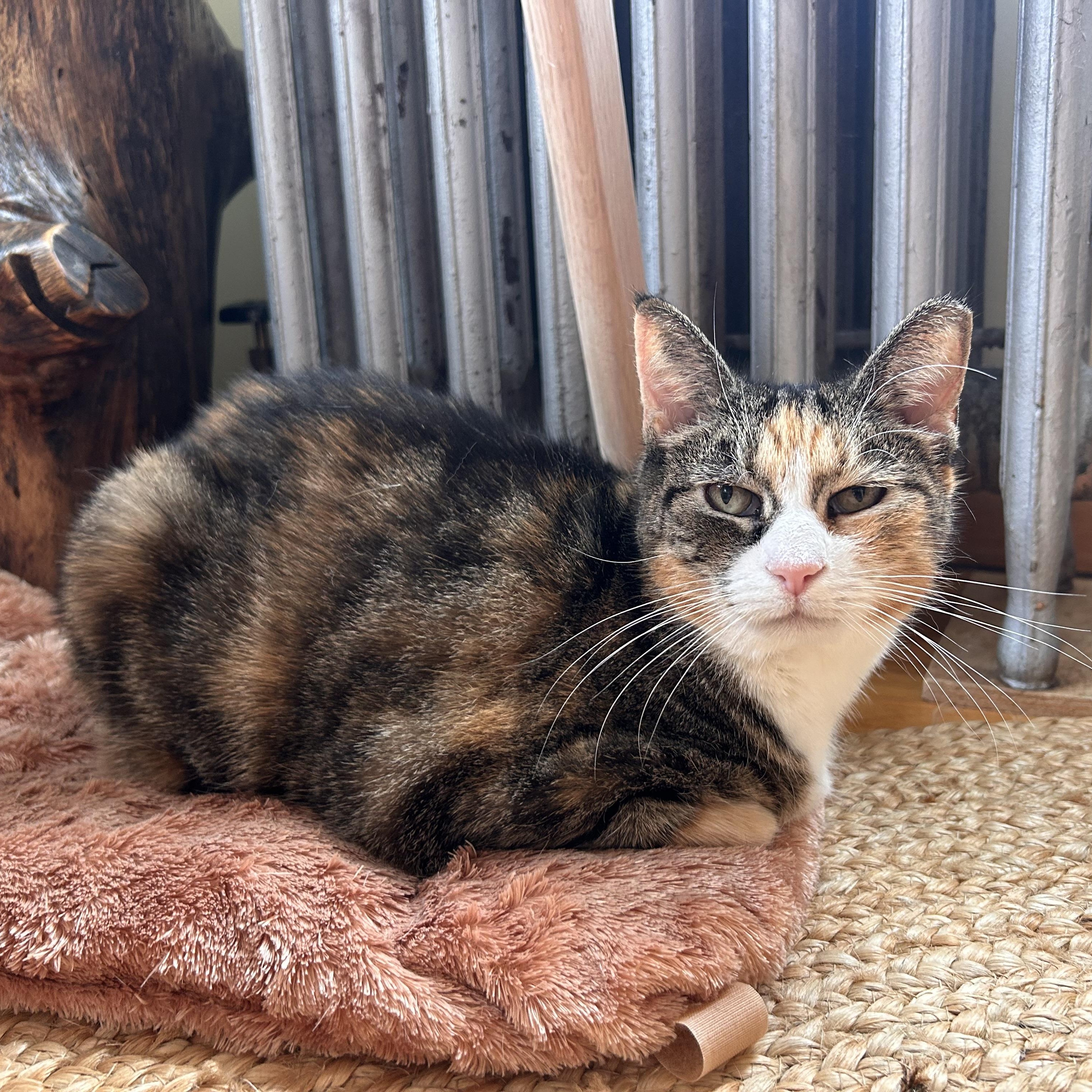 Enlarge Maisey, a Adoptable Domestic Short Hair in Flushing, NY image 2/3