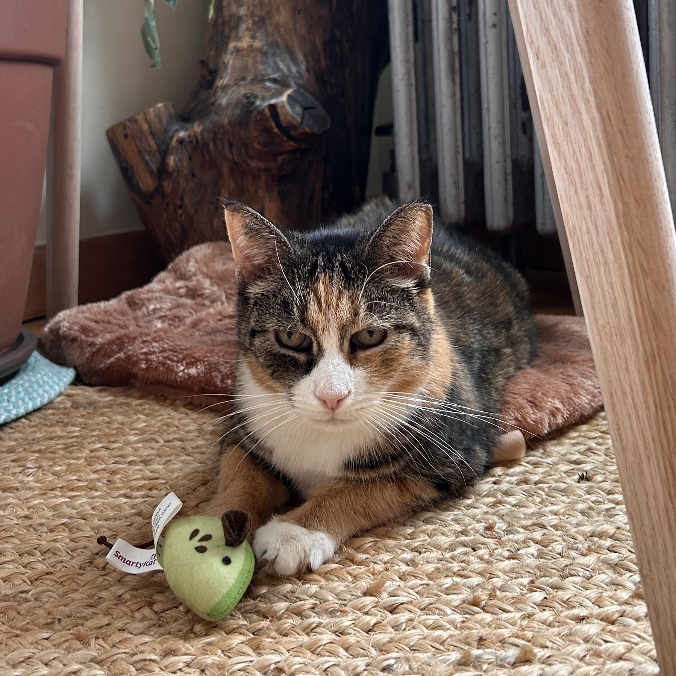 Enlarge Maisey, a Adoptable Domestic Short Hair in Flushing, NY image 3/3