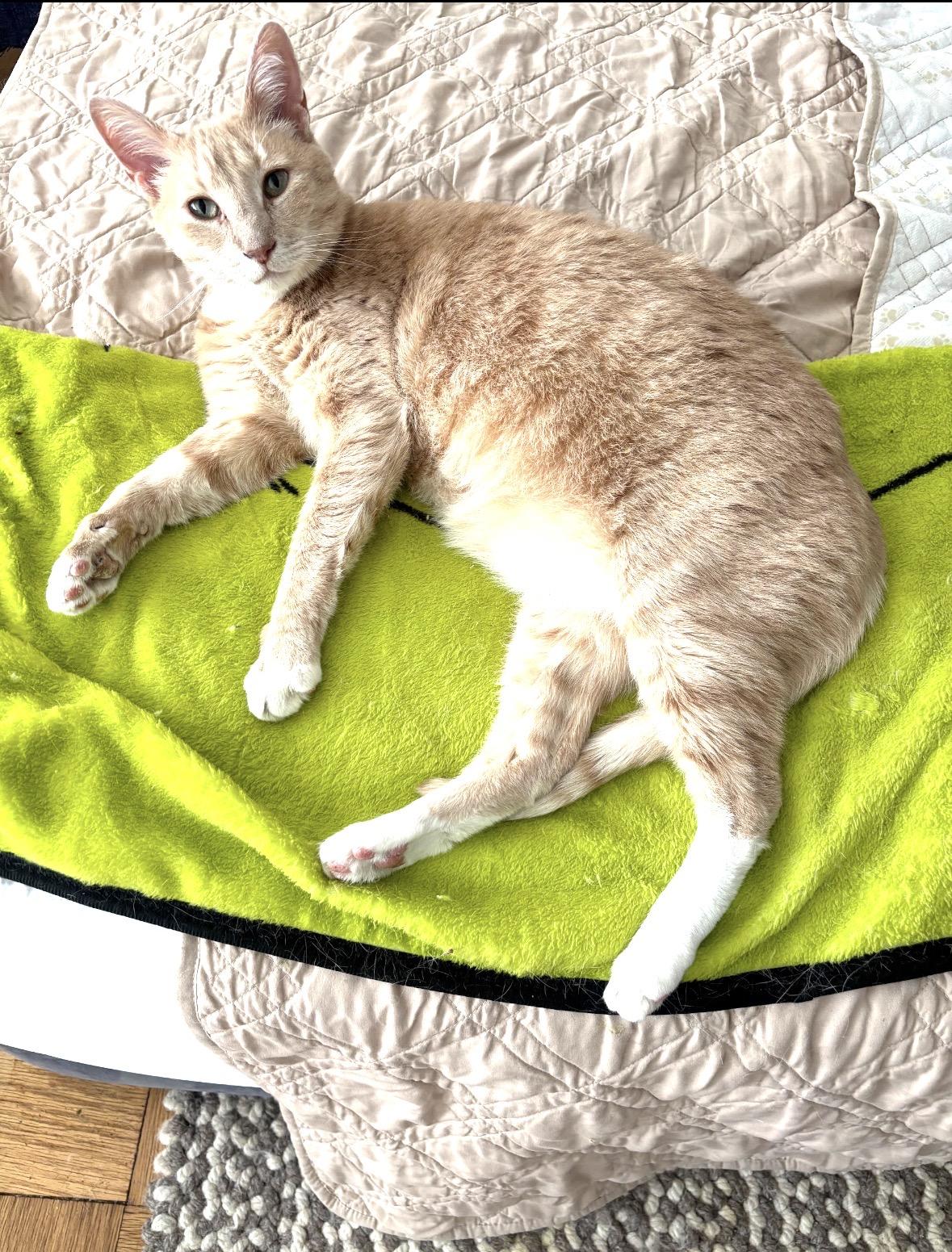 Enlarge Mango, an adopted Domestic Short Hair in Bronx, NY image 3/6
